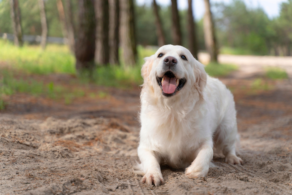 Voyages-tu avec votre animal de compagnie? Voici quelques conseils utiles!